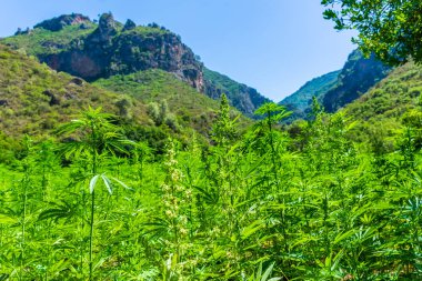 Rif Dağları 'nda geniş bir marihuana tarlası. Bu bölge Fas 'ı dünyanın en büyük esrar tedarikçisi yapıyor..