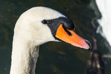 Güzel kuğu yakın kadar İsviçre
