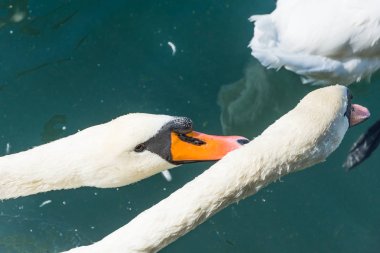 Kuğu Boyabreen buzul, Norveç