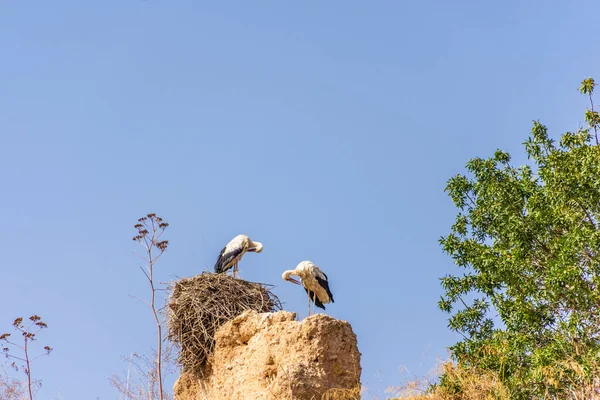 Čápů Přes Hradby Meknes Maroko — Stock fotografie