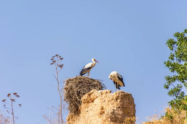 Čápů Přes Hradby Meknes Maroko — Stock fotografie