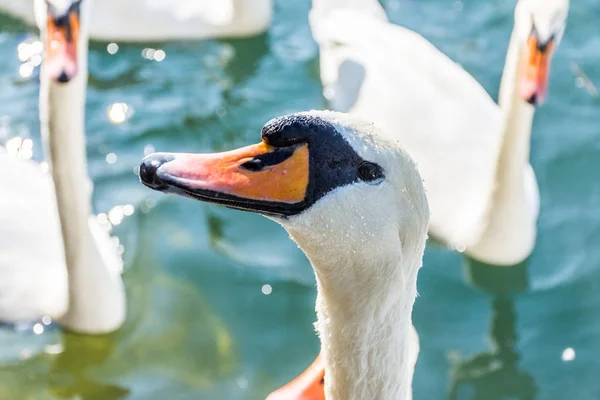 Krásná Labuť Zavřít Nahoru Švýcarsko — Stock fotografie