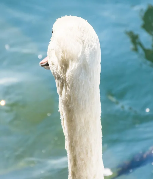 Hermoso Cisne Cerca Suiza — Foto de Stock