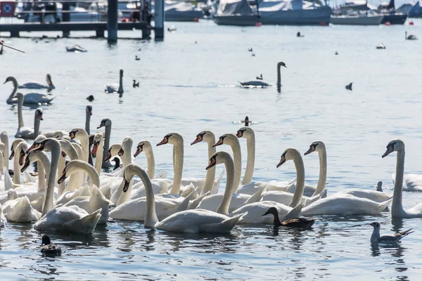 Huge Group Swans Lake — Stock Photo, Image