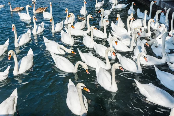 Obrovská Skupina Labutí Jezeře — Stock fotografie