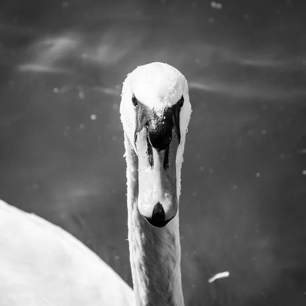 Beautiful Swan Close Switzerland — Stock Photo, Image