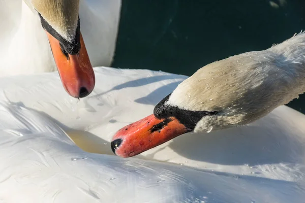 Krásná Labuť Zavřít Nahoru Švýcarsko — Stock fotografie