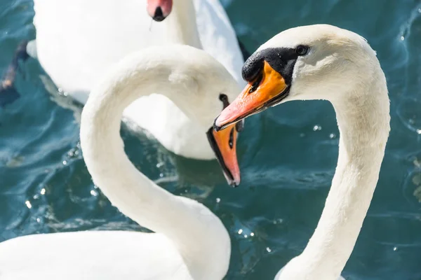 Cisnes Glaciar Boyabreen Noruega — Foto de Stock