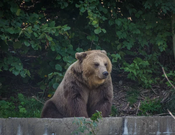 Orso Sul Ghiacciaio Boyabreen Norvegia — Foto Stock