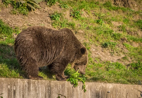 Dragen Aan Boyabreen Gletsjer Noorwegen — Stockfoto