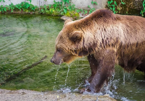 Orso Sul Ghiacciaio Boyabreen Norvegia — Foto Stock