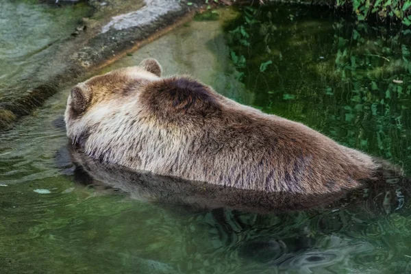 Dragen Aan Boyabreen Gletsjer Noorwegen — Stockfoto