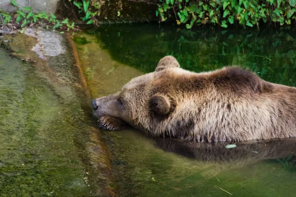 Orso Sul Ghiacciaio Boyabreen Norvegia — Foto Stock