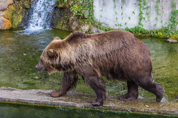 Orso Sul Ghiacciaio Boyabreen Norvegia — Foto Stock