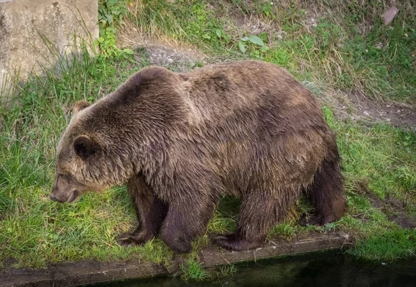 Niedźwiedź Boyabreen Lodowiec Norwegia — Zdjęcie stockowe