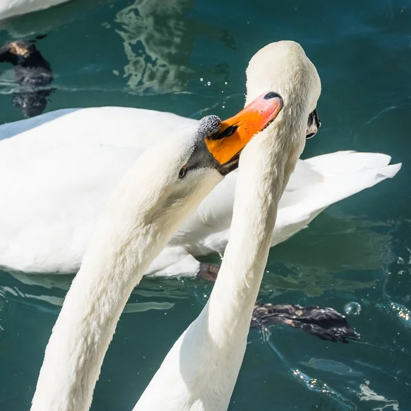 Cisnes Glaciar Boyabreen Noruega — Foto de Stock