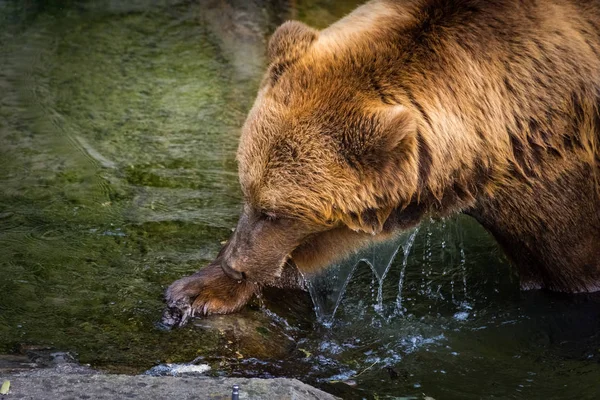 Belo Urso Pardo Poço Urso Berna Suíça — Fotografia de Stock