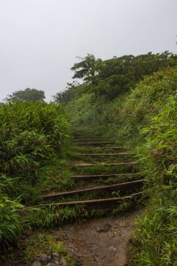 Mount Pelee yanardağ, Martinique, Karayip sisli yağmur ormanları