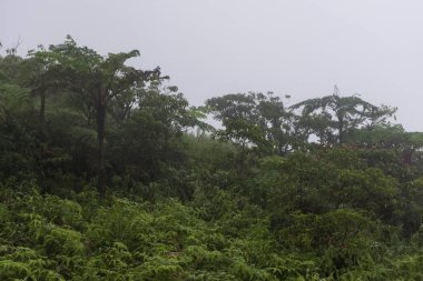Saint Lucia, Caribbean ormanın ortasında yemyeşil bitki örtüsü