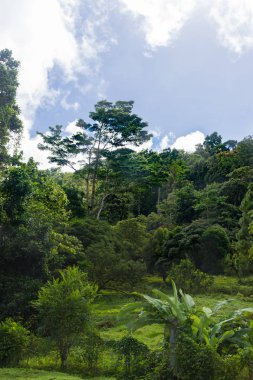 Mount Pelee, Martinique volkan ormanın ortasında yemyeşil bitki örtüsü
