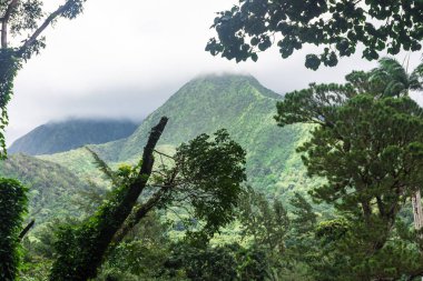 Pelee volkan ve Martinique orman mount