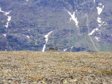 Besseggen Ridge, Norveç üzerinde vahşi Ren geyiği
