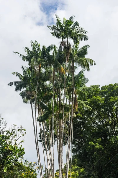 High palms in the forest of Martinique