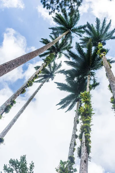 High palms in the forest of Martinique