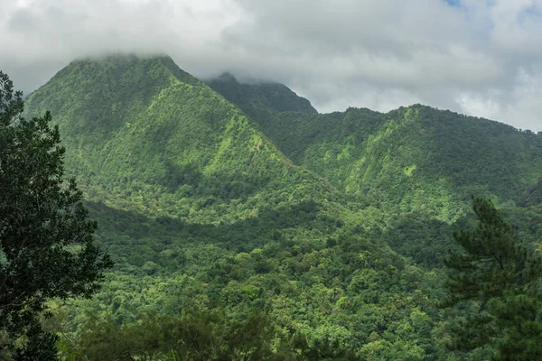 Pelee volkan ve Martinique orman mount