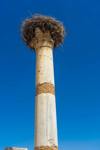 Φωλιά Του Πελαργού Στη Ρωμαϊκή Στήλη Volubilis Μαρόκο — Φωτογραφία Αρχείου