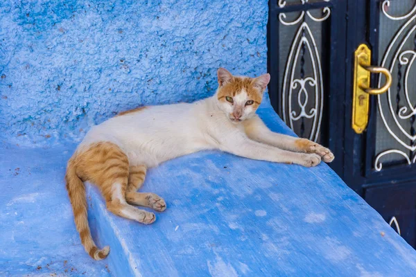 Gatto Rosso Sdraiato Sulla Superficie Blu Vicino Alla Porta Ingresso — Foto Stock