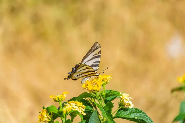 Scarce Swallowtail Eating Yellow Flower — Stock Photo, Image