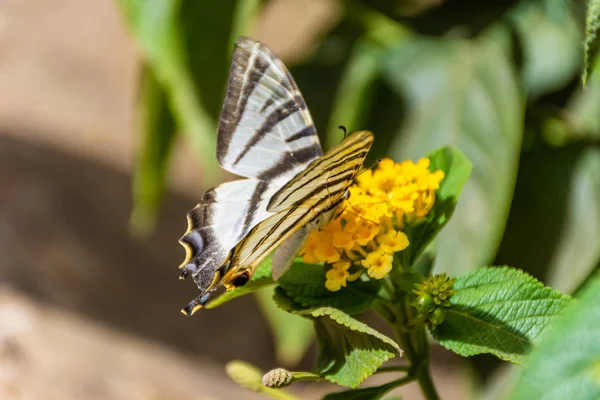 Rabo Andorinha Escasso Comendo Flor Amarela — Fotografia de Stock