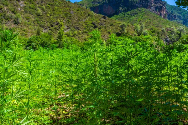 Ampia Piantagione Marijuana Nelle Montagne Del Rif Questa Zona Rende — Foto Stock