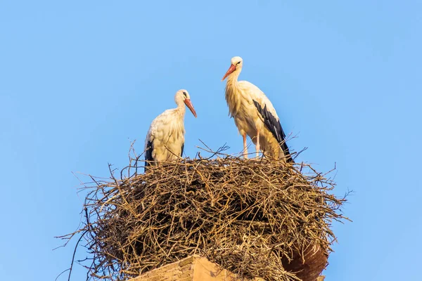 Casal Cegonhas Seu Ninho Sobre Kasbah Marrakech Morocco — Fotografia de Stock