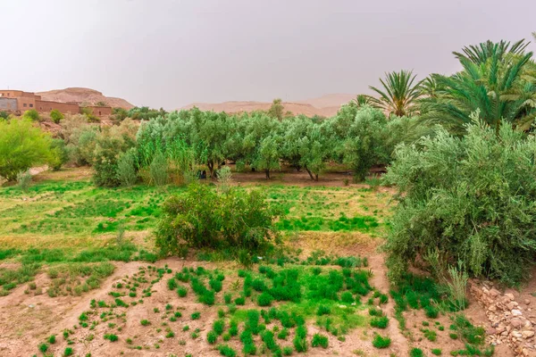 Green Plants Growing Sandy Soil — Stock Photo, Image