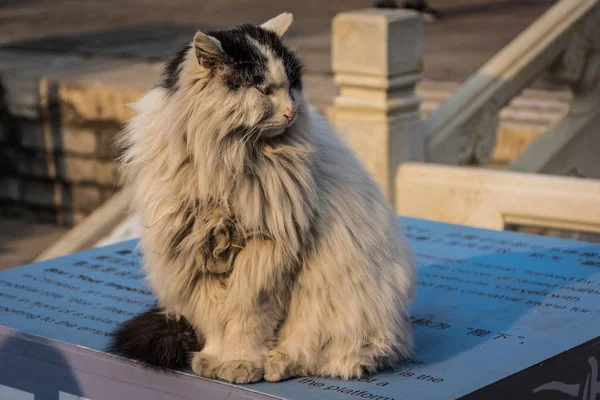 Gatto Storico Della Città Proibita Pechino Cina — Foto Stock