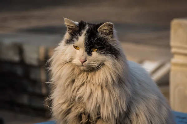 Gatto Storico Della Città Proibita Pechino Cina — Foto Stock