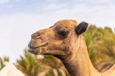 Sahra Çölü, Merzouga, Fas kampında saman yiyen develer.