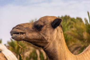 Sahra Çölü, Merzouga, Fas kampında saman yiyen develer.