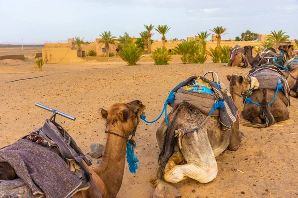 사하라사막의 아름다운 에르그 모스코 — 스톡 사진