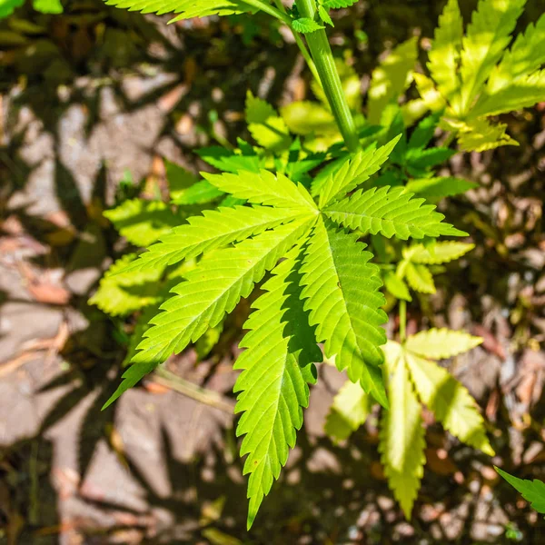 Primer Plano Una Hoja Marihuana Las Montañas Del Rif Esta — Foto de Stock