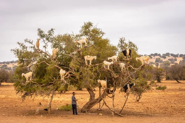 Güney Fas 'ta meyvelerini yemek için bir argan yağı ağacına tırmanan keçiler.