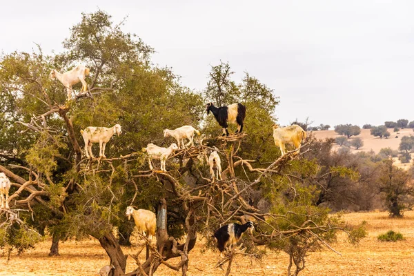 Güney Fas 'ta meyvelerini yemek için bir argan yağı ağacına tırmanan keçiler.