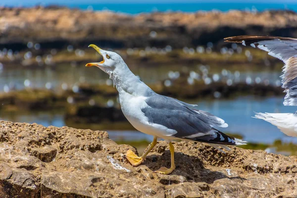 Seagull Shouting Rocky Beach Essaouira Morocco — Stock Photo, Image