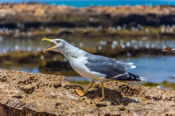 Seagull Shouting Rocky Beach Essaouira Morocco — Stock Photo, Image