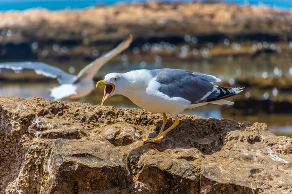 Seagull Shouting Rocky Beach Essaouira Morocco — Stock Photo, Image
