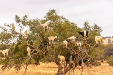 Güney Fas 'ta meyvelerini yemek için bir argan yağı ağacına tırmanan keçiler.
