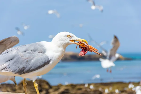 Seagull Eating Its Seafood Beach Essaouira Morocco — Stock Photo, Image