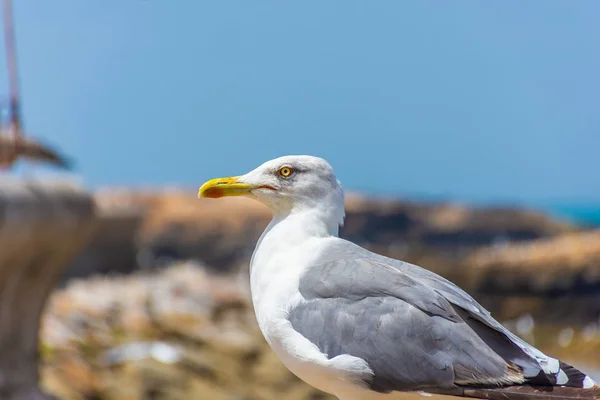 Portrait Seagull Beach Essaouira Morocco — Stock Photo, Image